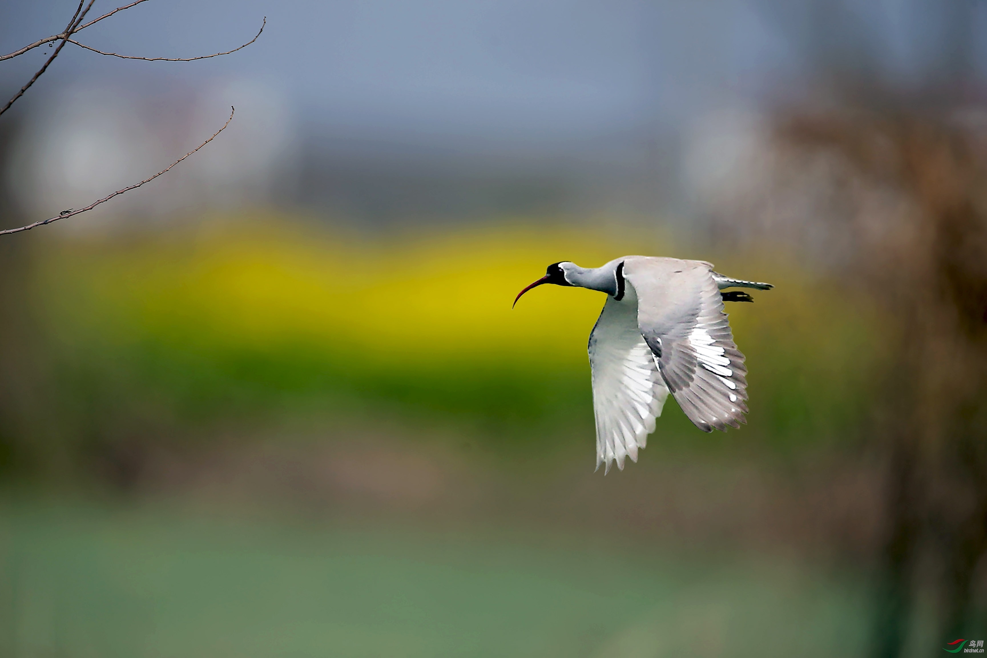 ��Ҷ ��ʦ����.jpg