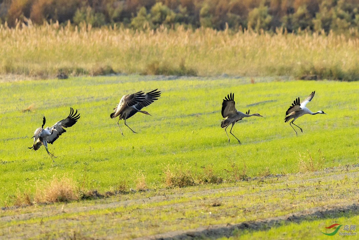 �ɺ�����