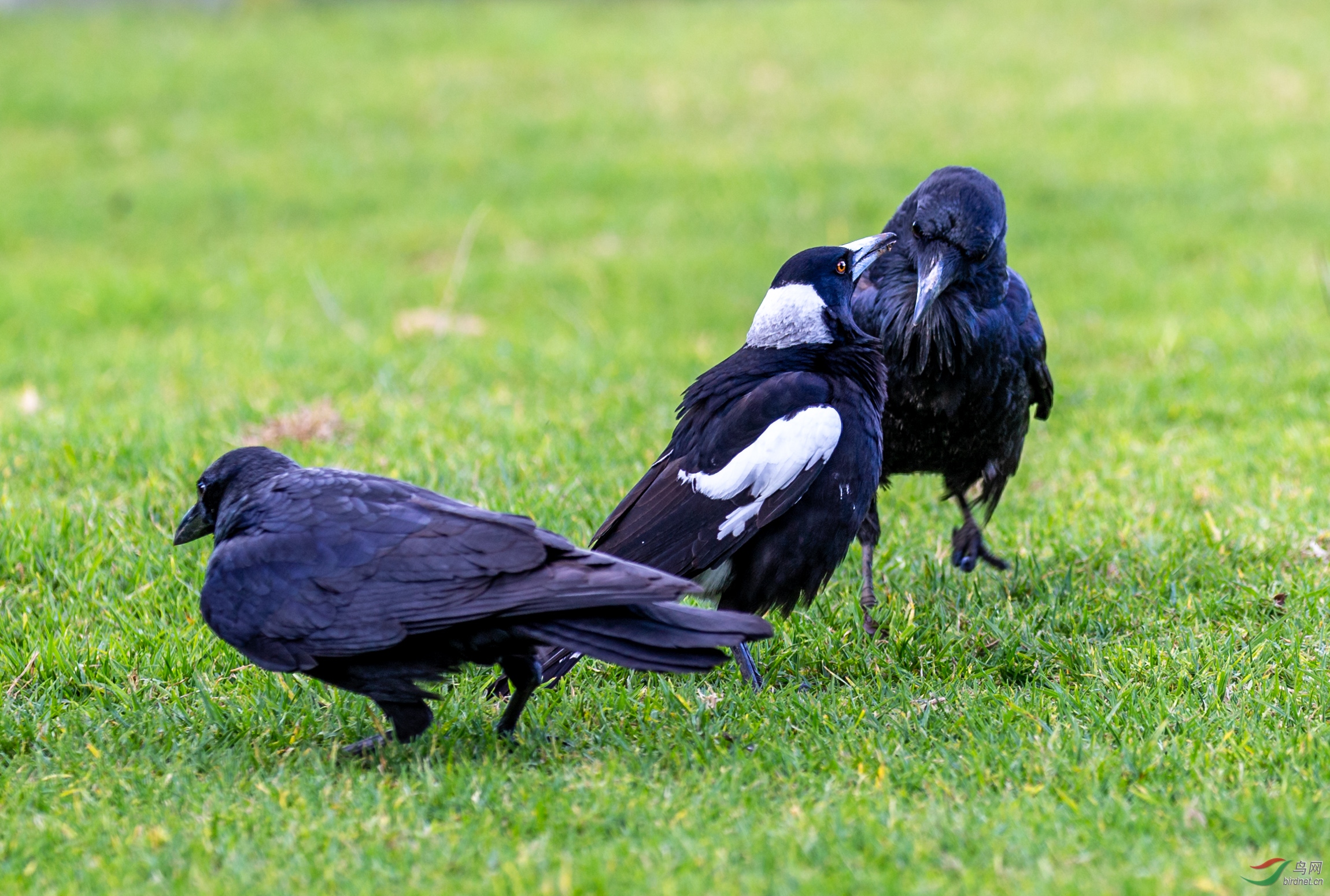 告密者澳洲乌鸦与喜鹊