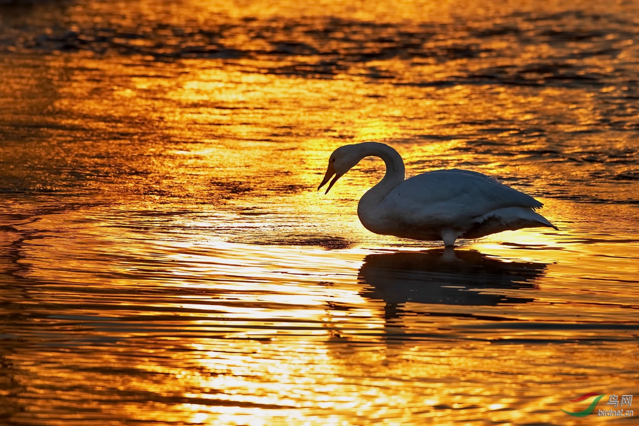 金色阳光下的天鹅.