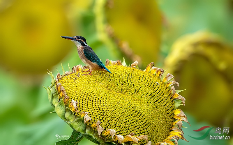 DSC_8596a.jpg