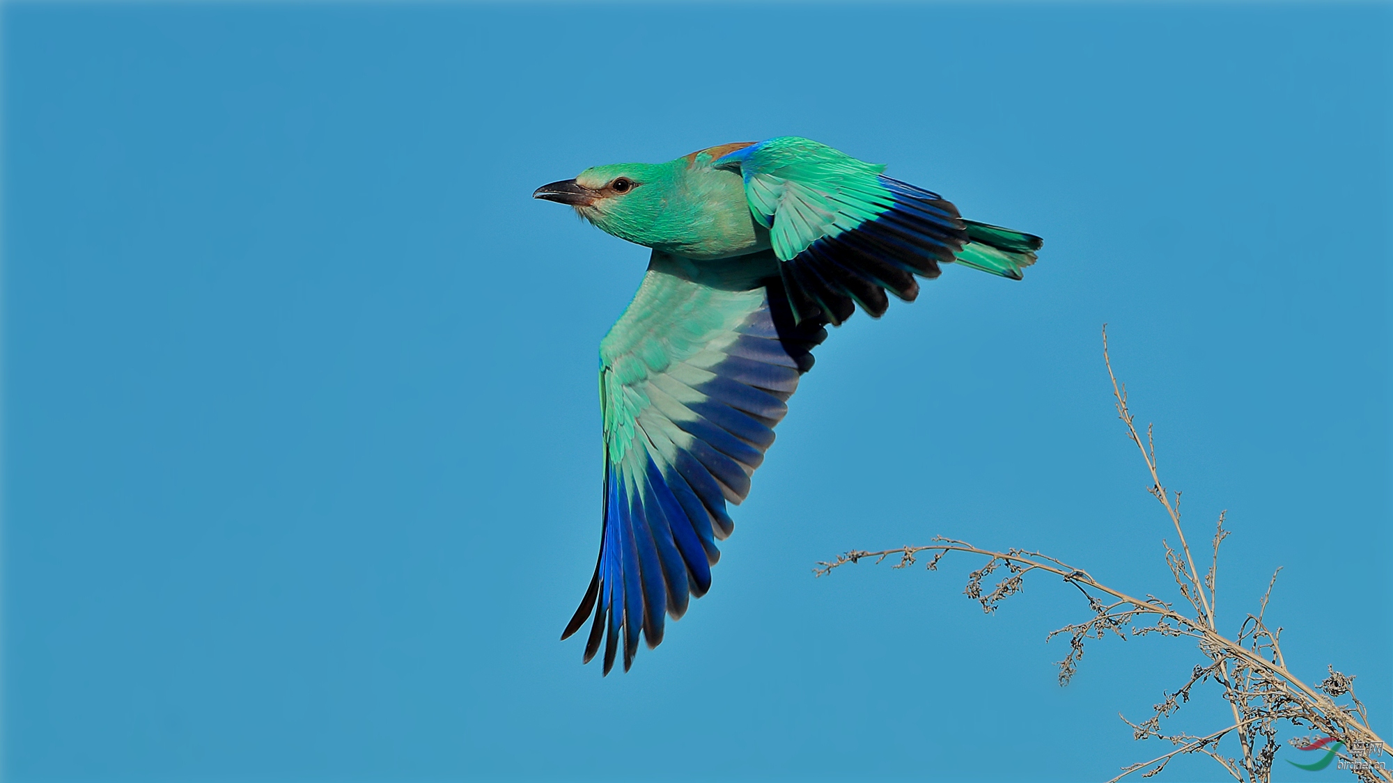 新疆特色鸟蓝胸佛法僧—万里迁徙的狂鸟