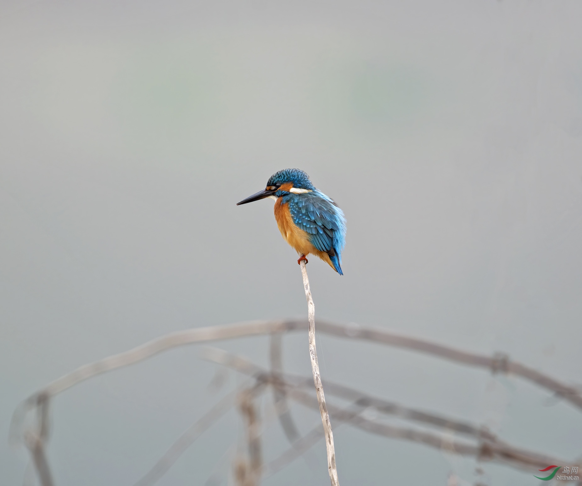 DSC_7323.jpg