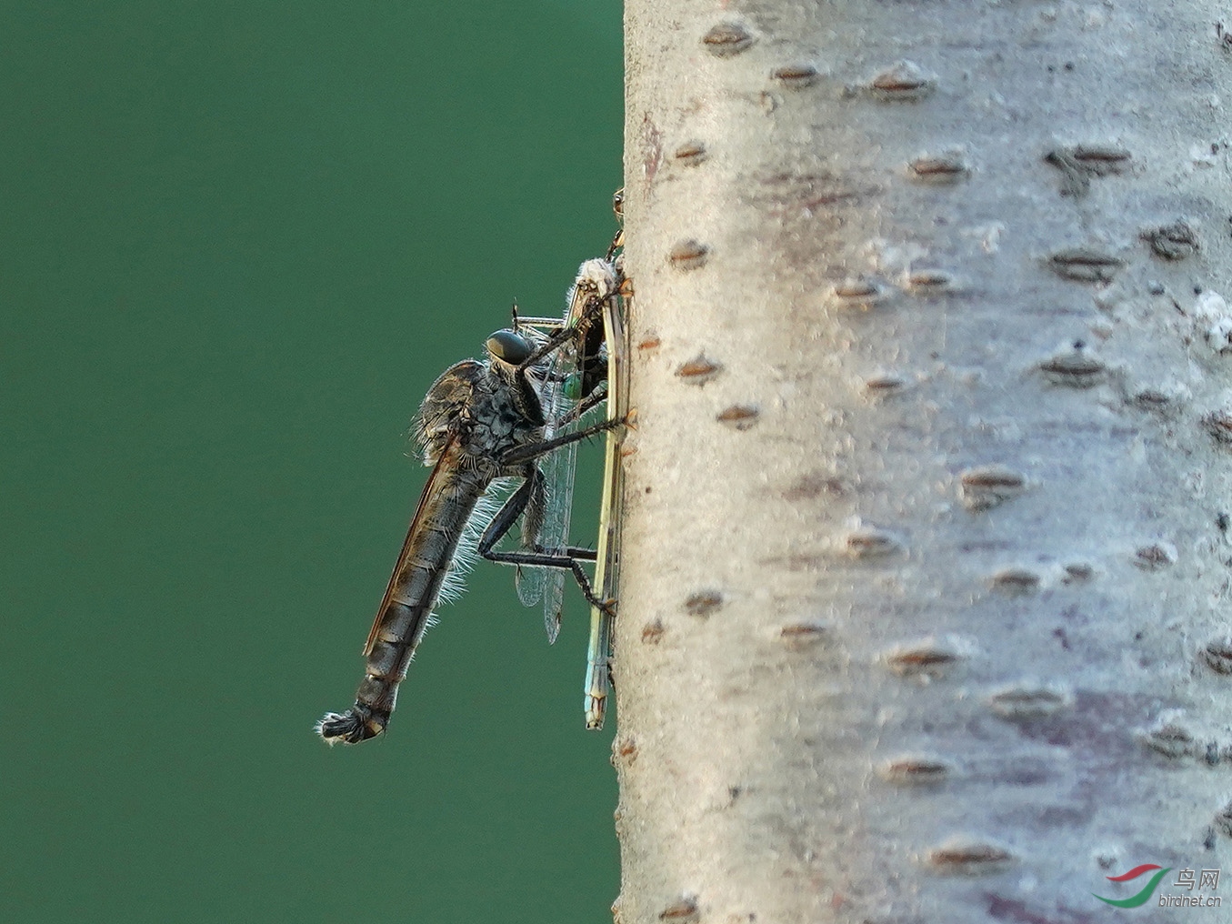 DSC01484b2.jpg