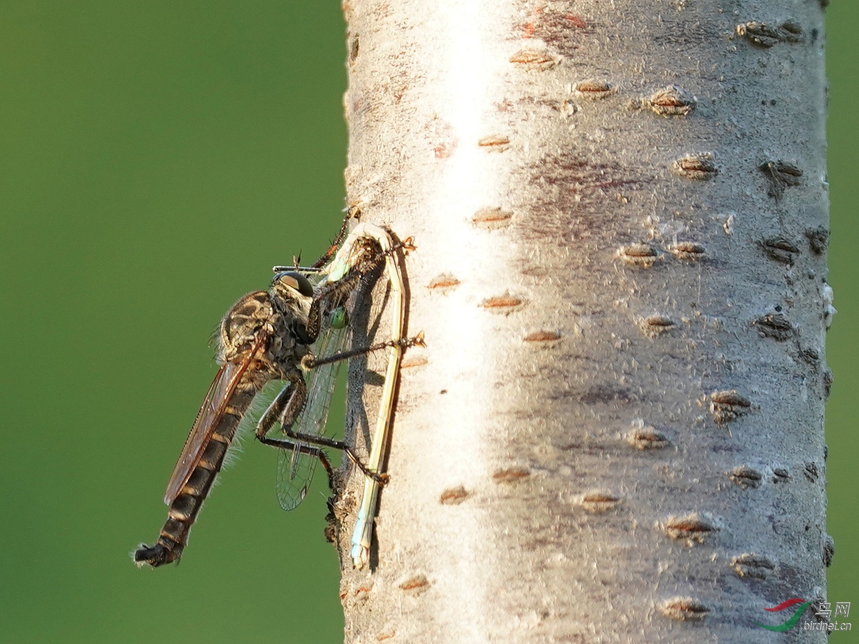 ��ä�Ͷ���--��Ԩ̶