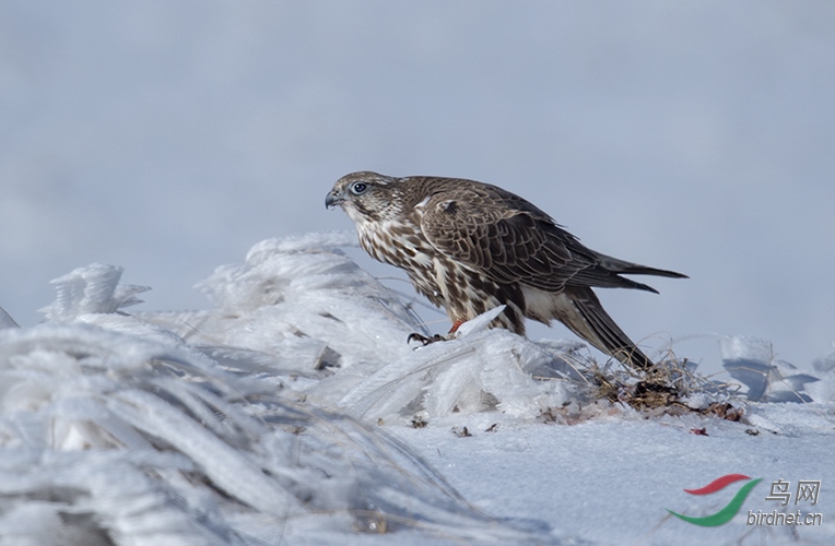 Photo taken on 2015-11-15 04-16-43 (4).jpg