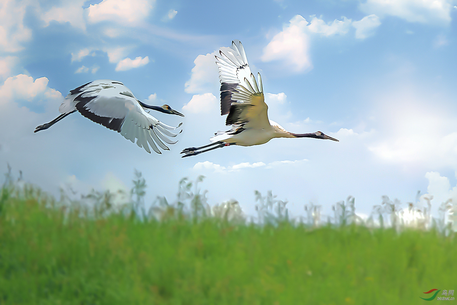 翱翔的丹顶鹤