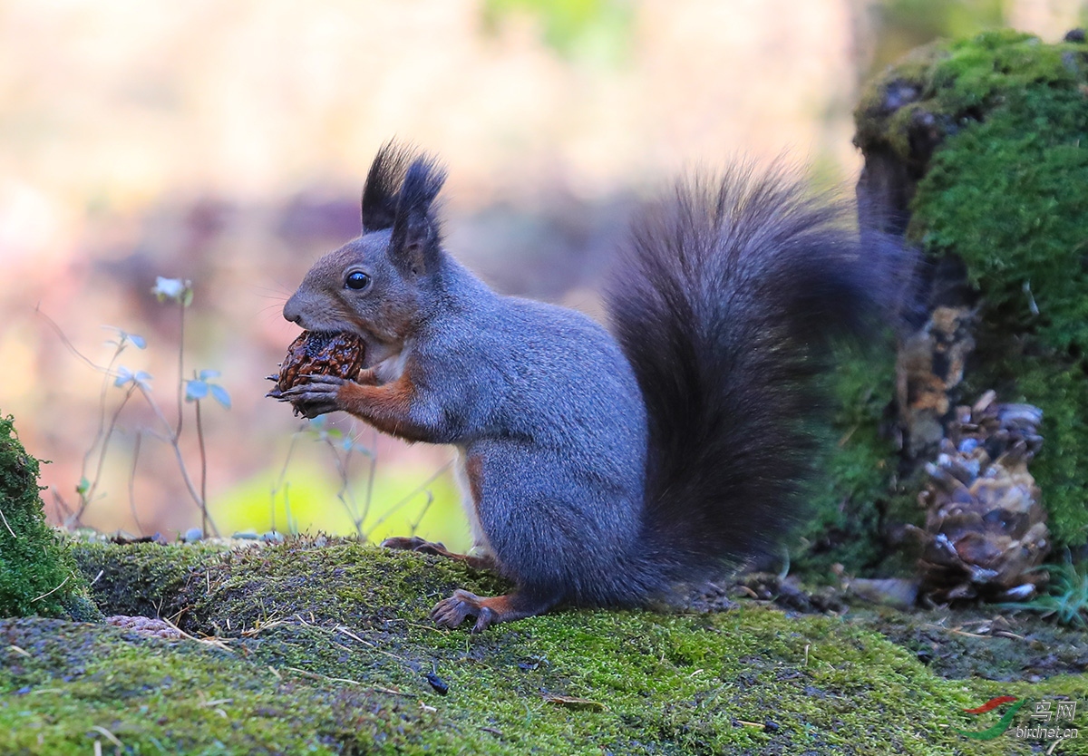 大松鼠吃核桃