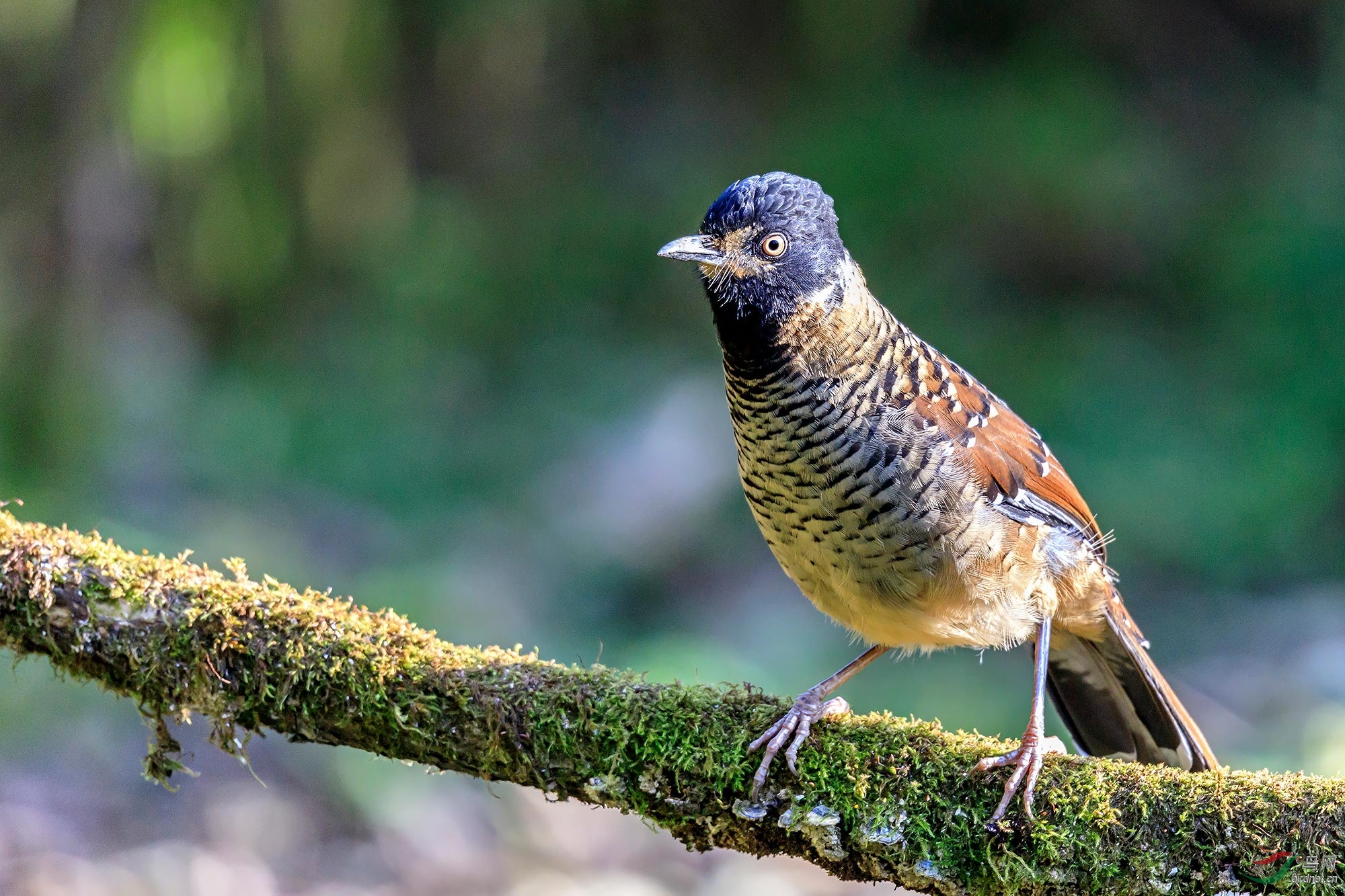 全神贯注眼纹噪鹛