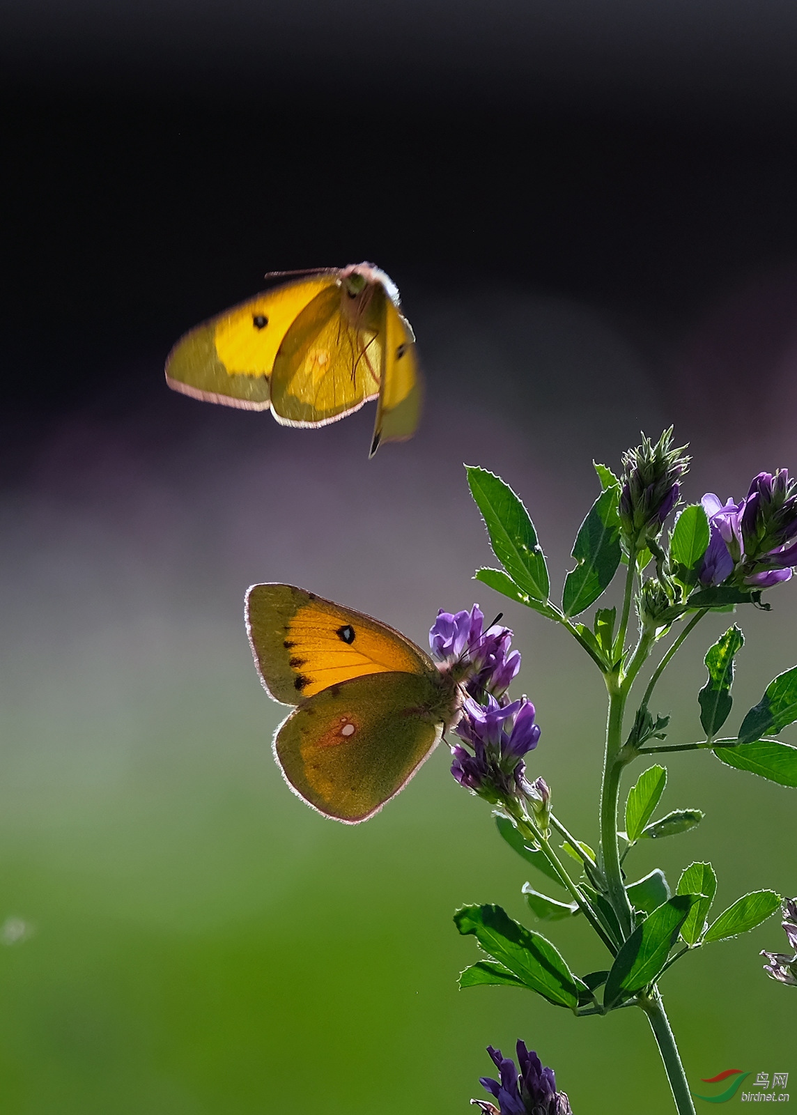 DSCF9233.JPG
