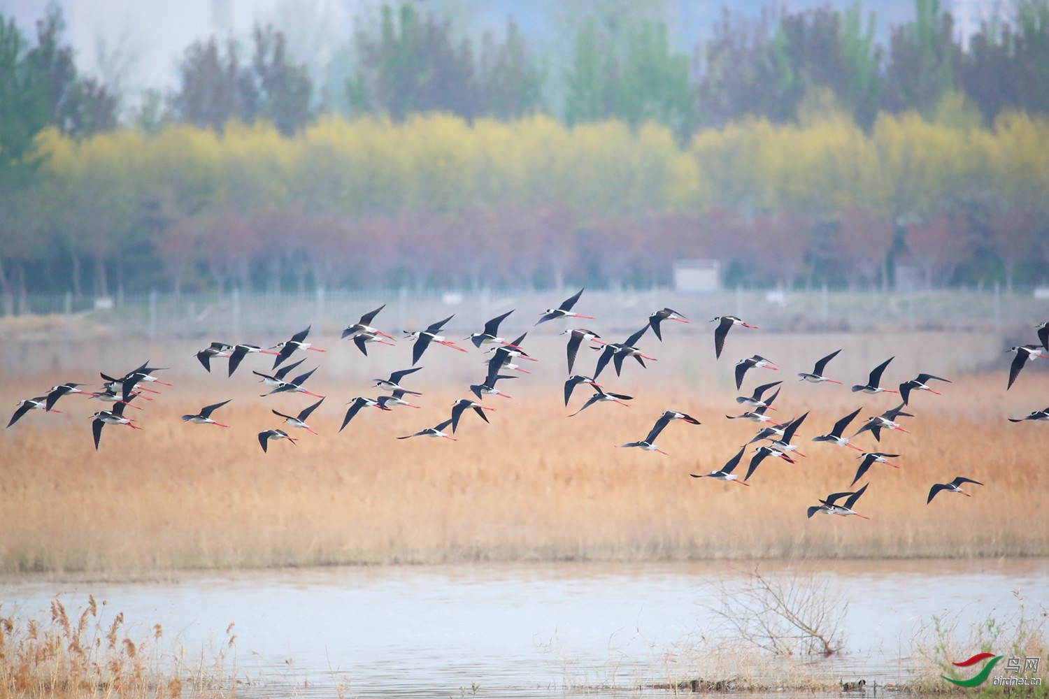 �Ϸ���-tom ��ʦ�����ںӱ�ʡʯ��ׯ��.jpg