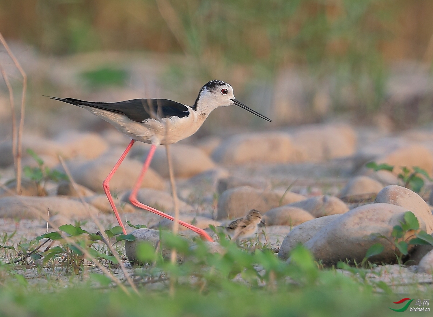 �ǲ� ��ʦ�����ںӱ�ʡʯ��ׯ��2.jpg