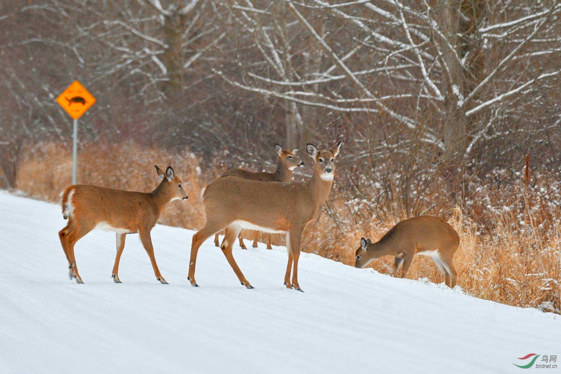 雪中白尾鹿