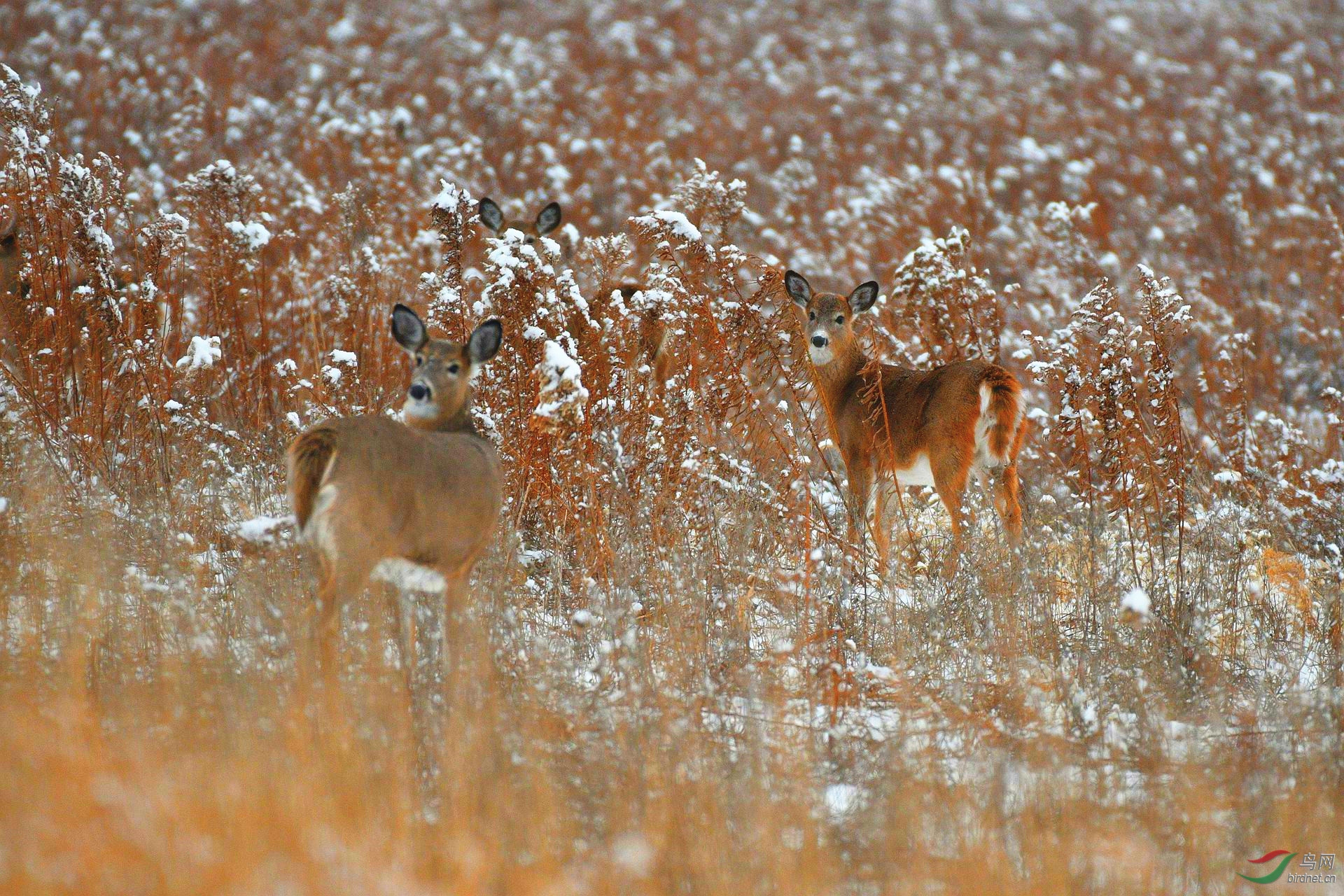 雪中白尾鹿