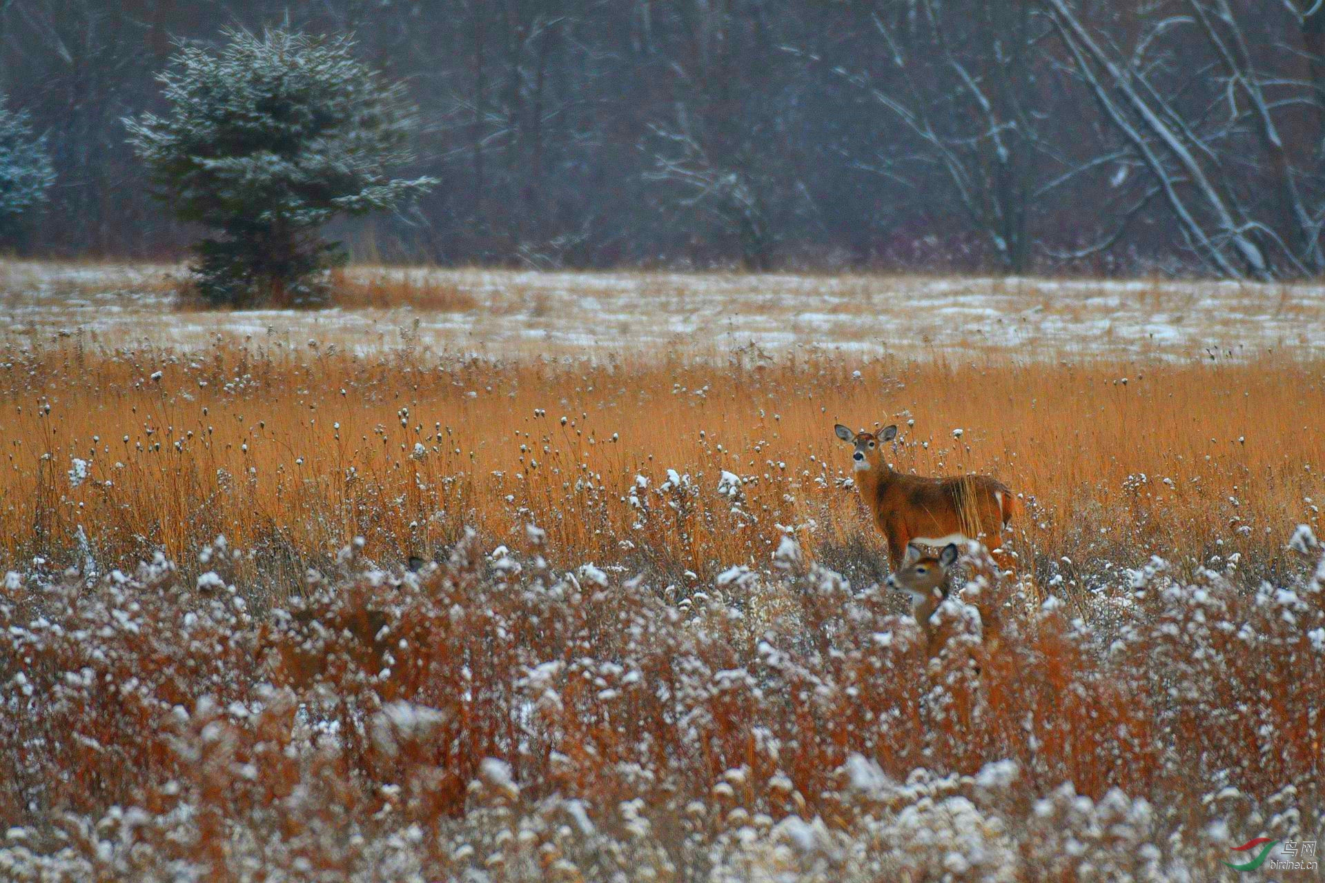 雪中白尾鹿