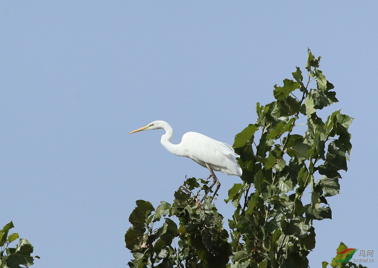 树梢上的大白鹭