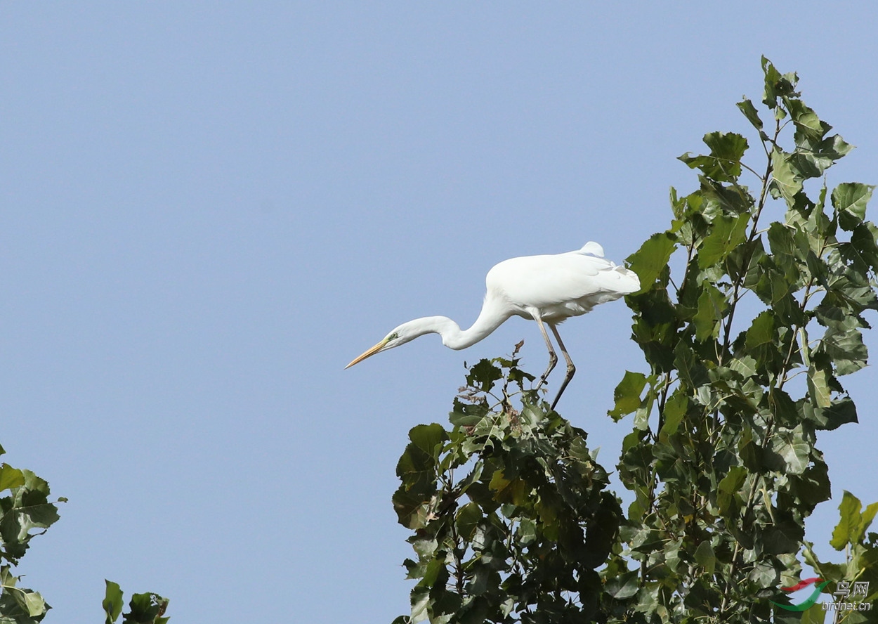 树梢上的大白鹭