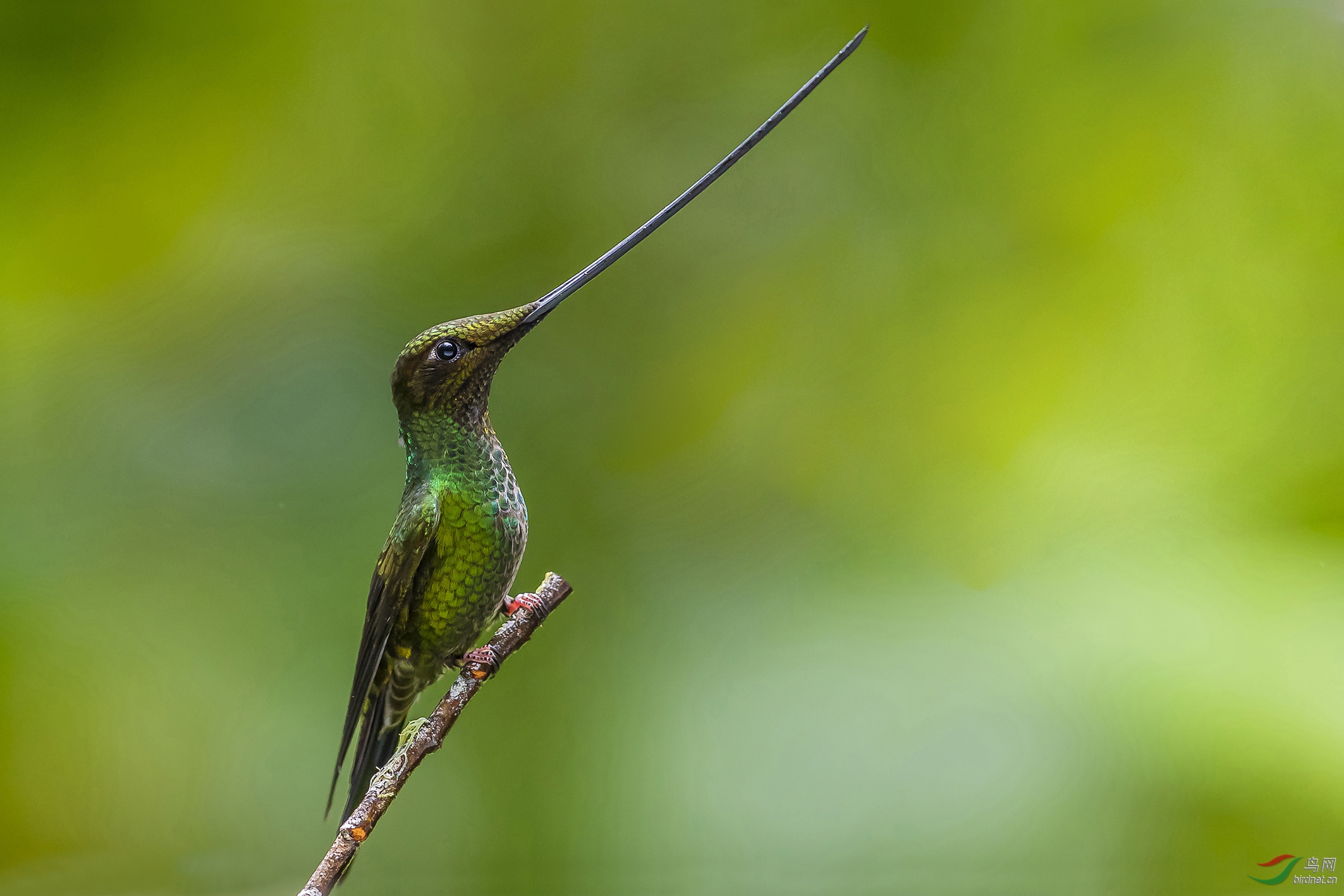 剑嘴蜂鸟《思》
