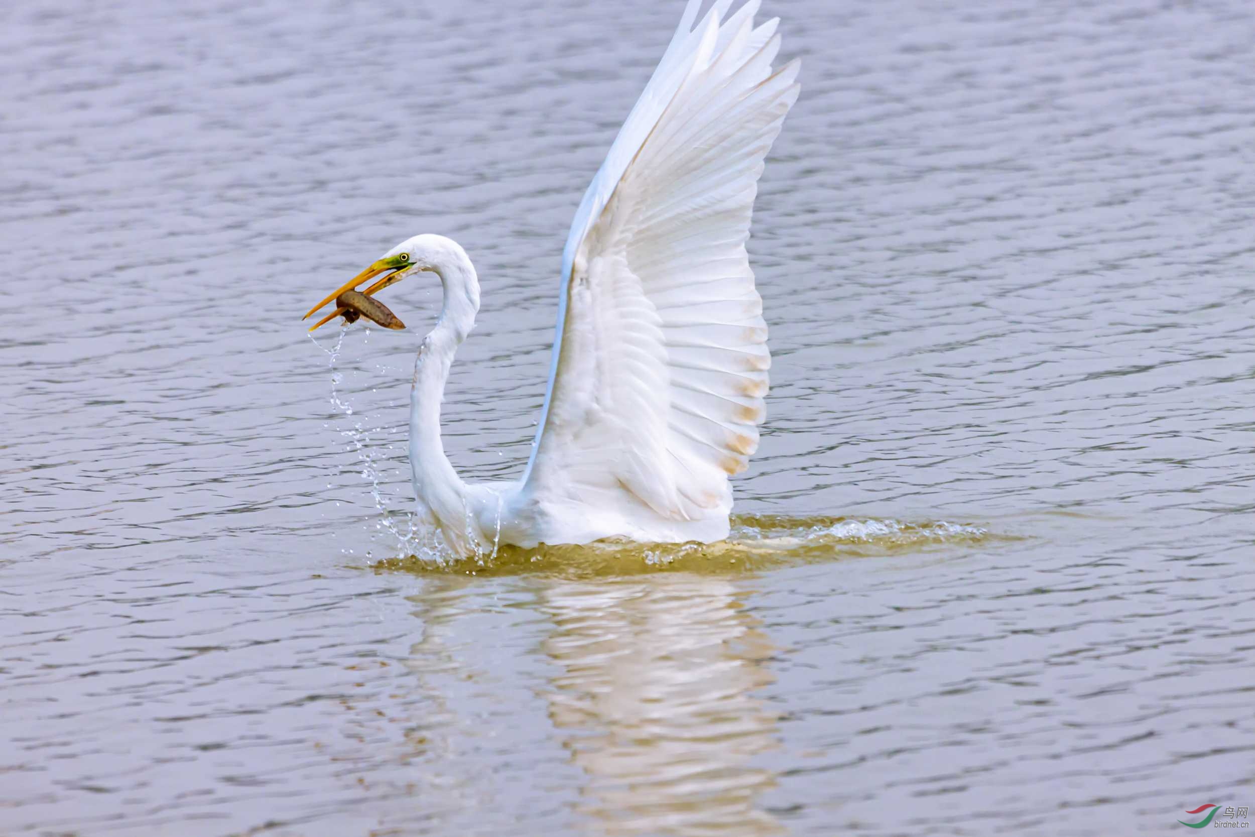 IMG_4026 ����.jpg