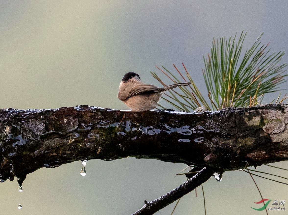 松树枝上的《褐头山雀》