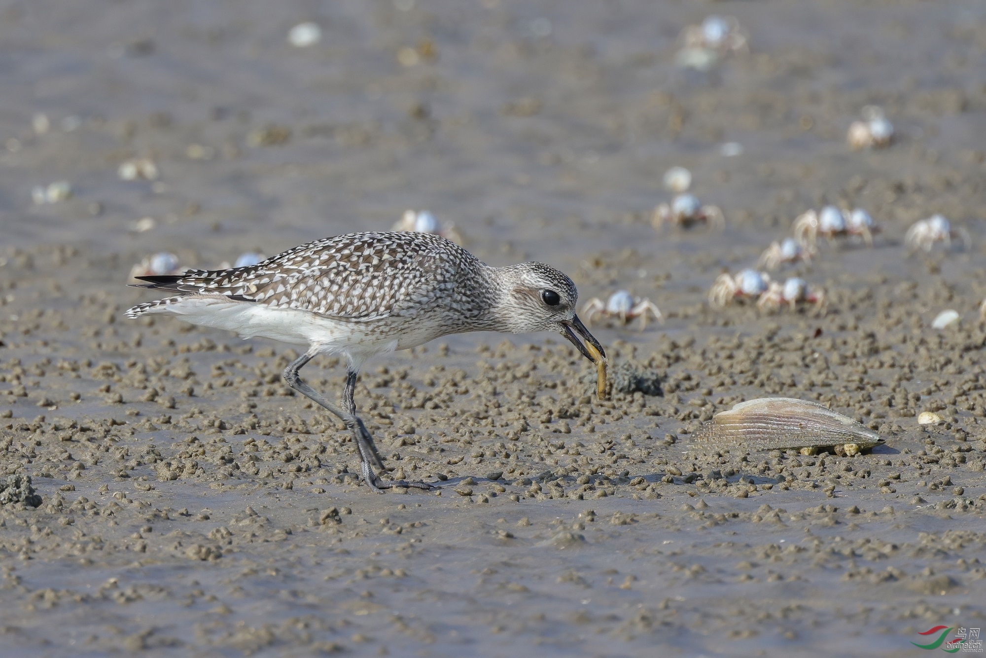 zoru  ��ʦ�����ڹ���׳�����������Ǹ���500.jpg