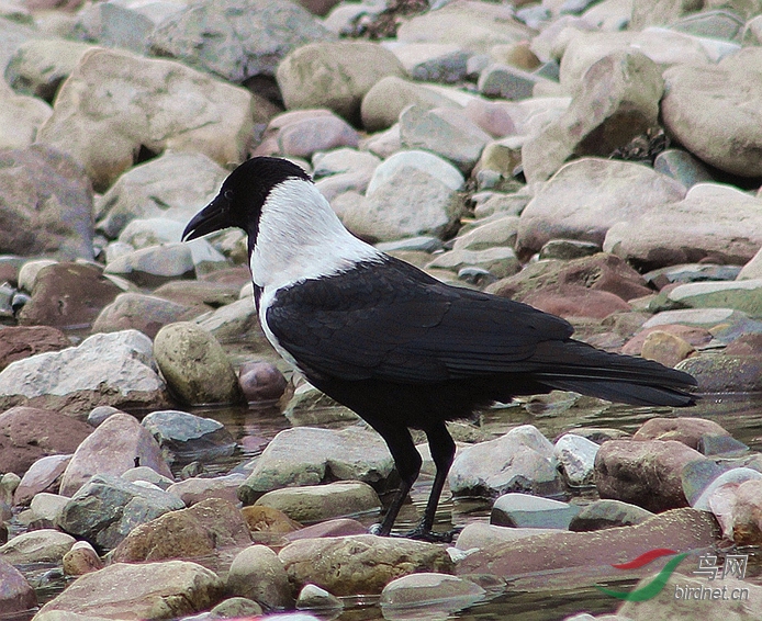 白颈乌鸦