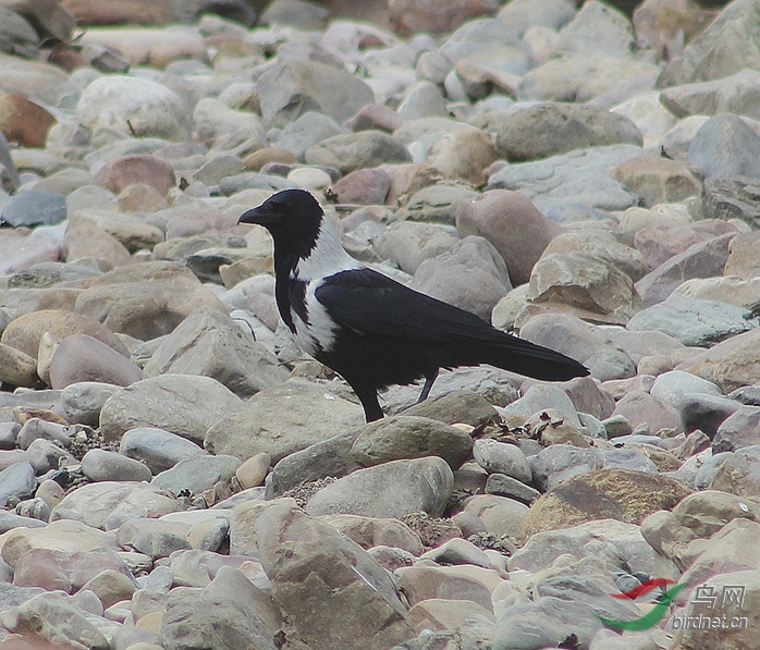 白颈乌鸦