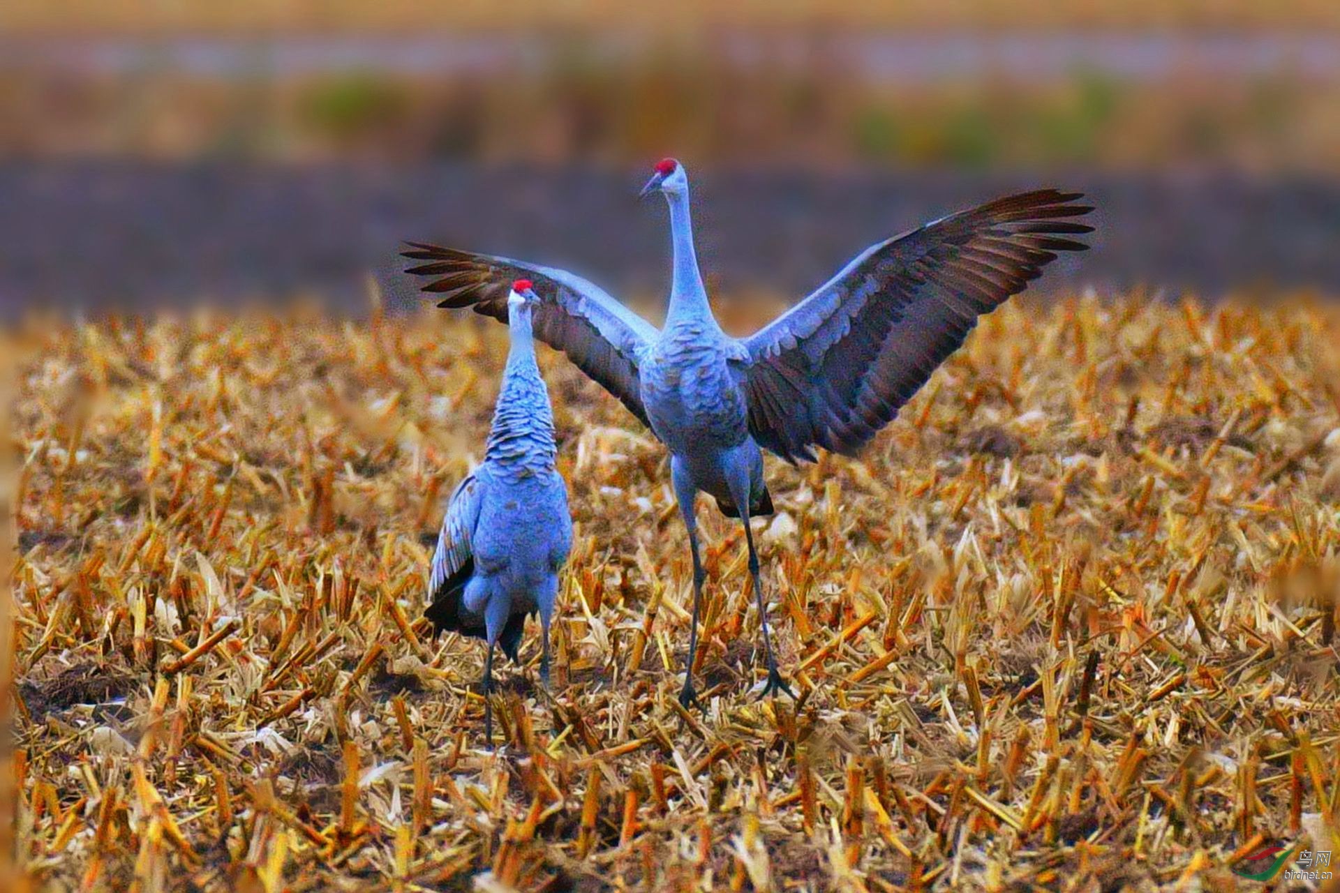 DSC_1540_副本.jpg