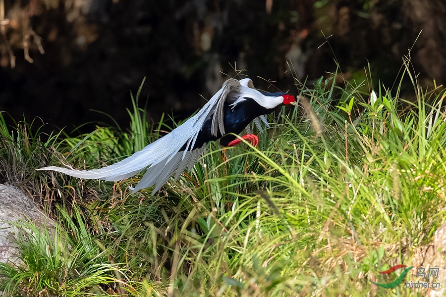 DSC_0371_DxOa.jpg