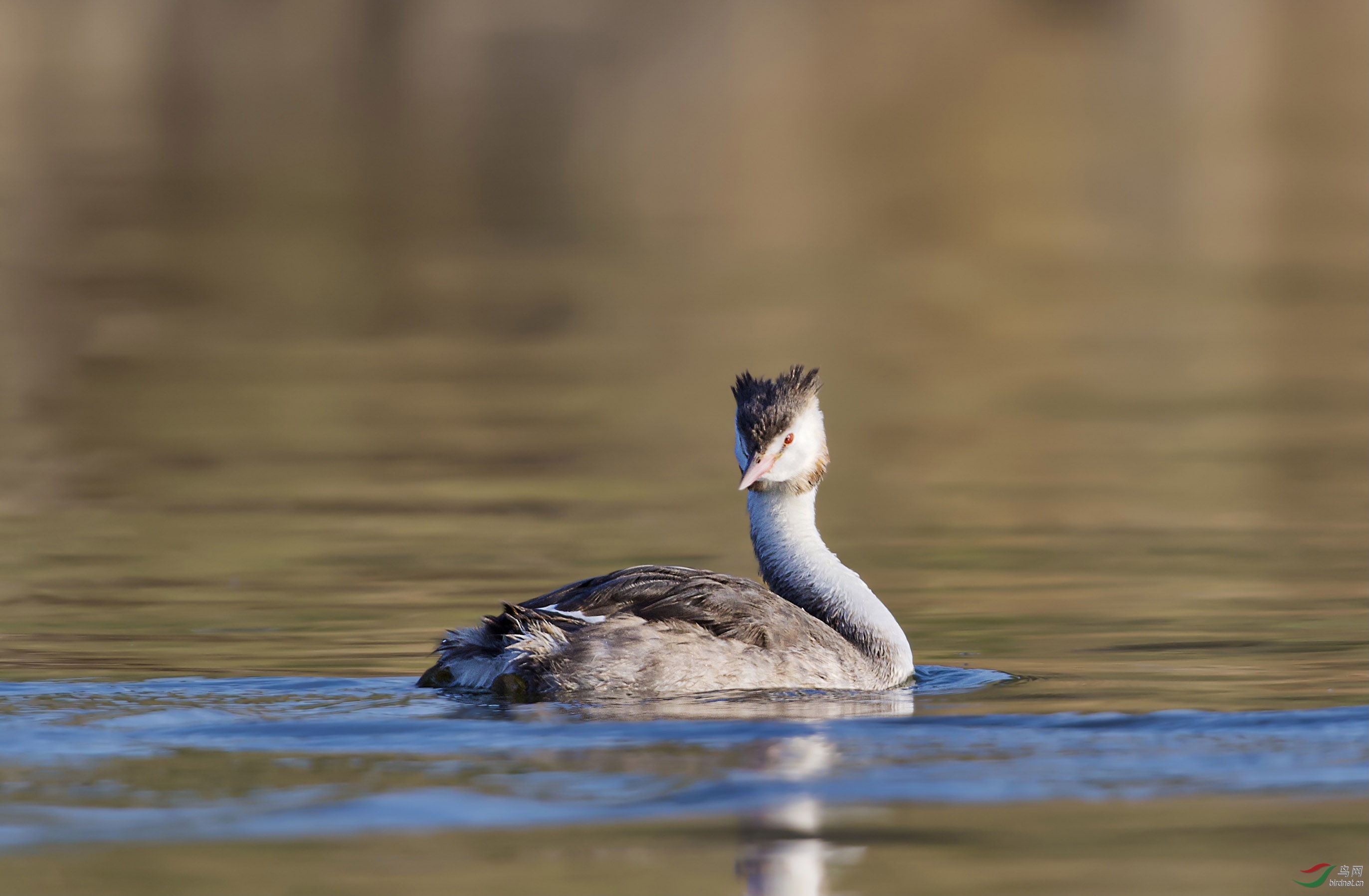 卤阳湖国家湿地公园拍摄的亚成体凤头鸊鷉
