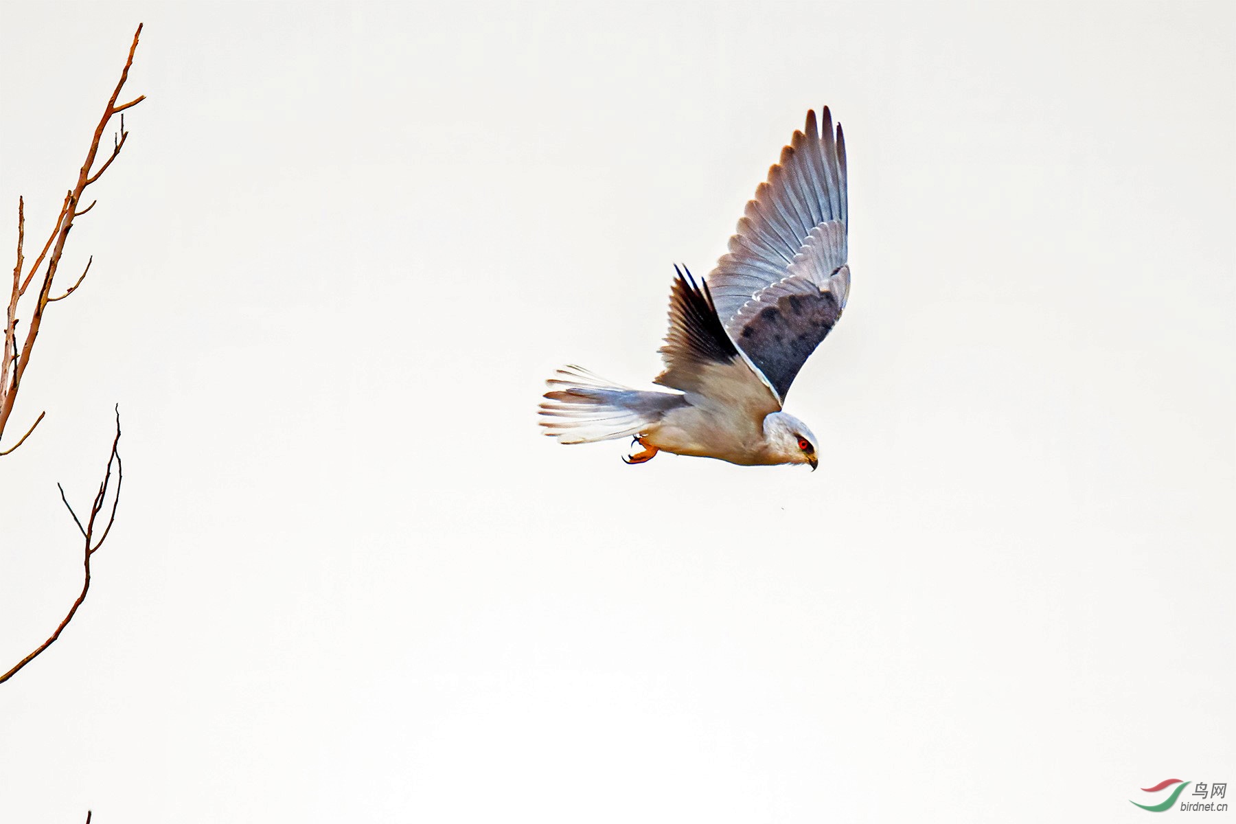 DSC_2381-1.jpg