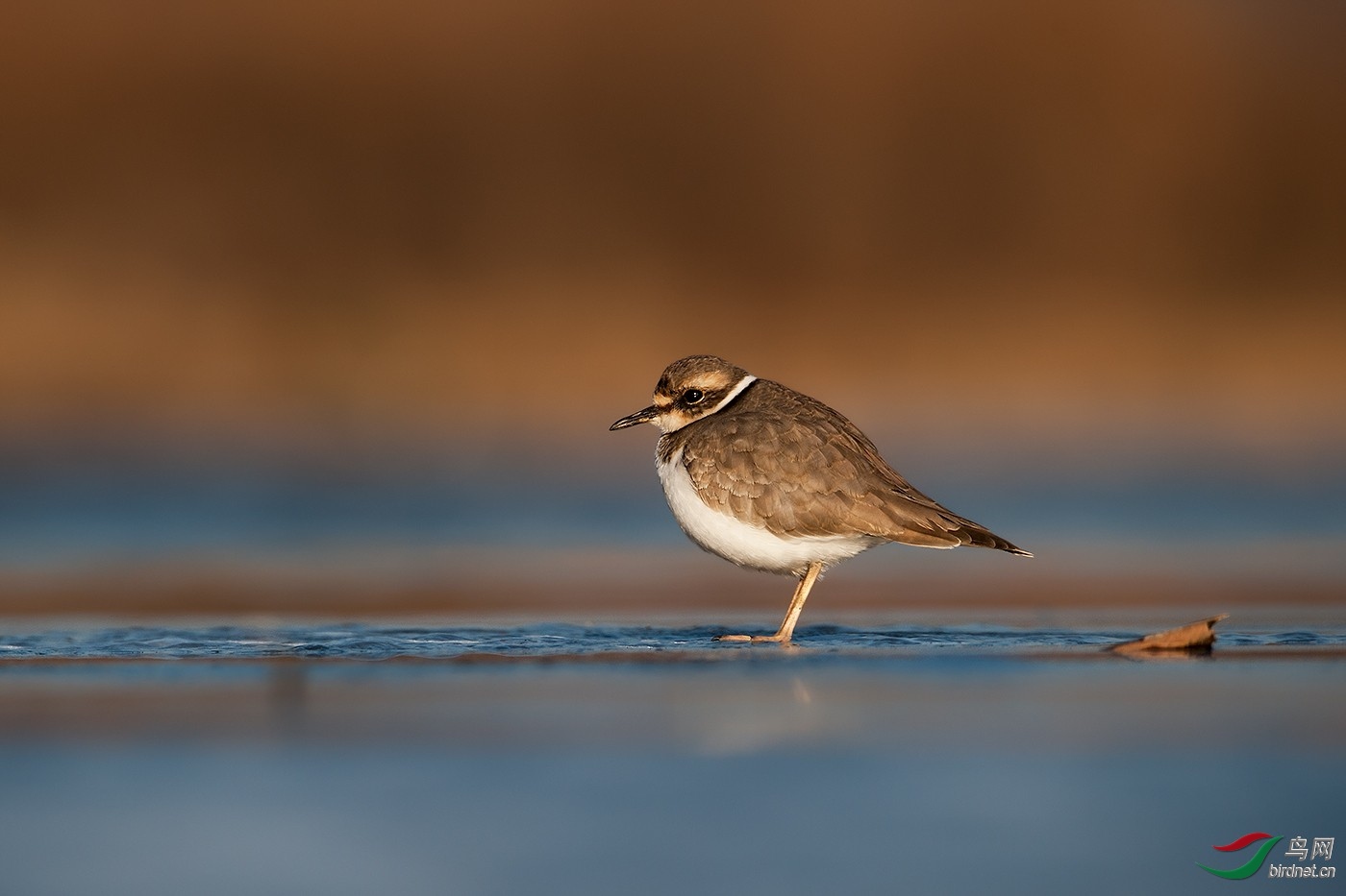 ��ɫ���� ��ʦ����.jpg