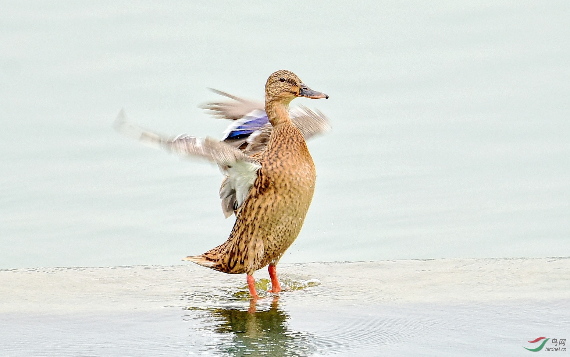 DSC_7984_conew2.jpg