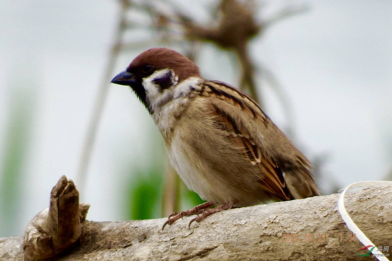 ������С��ȸ {����5��}