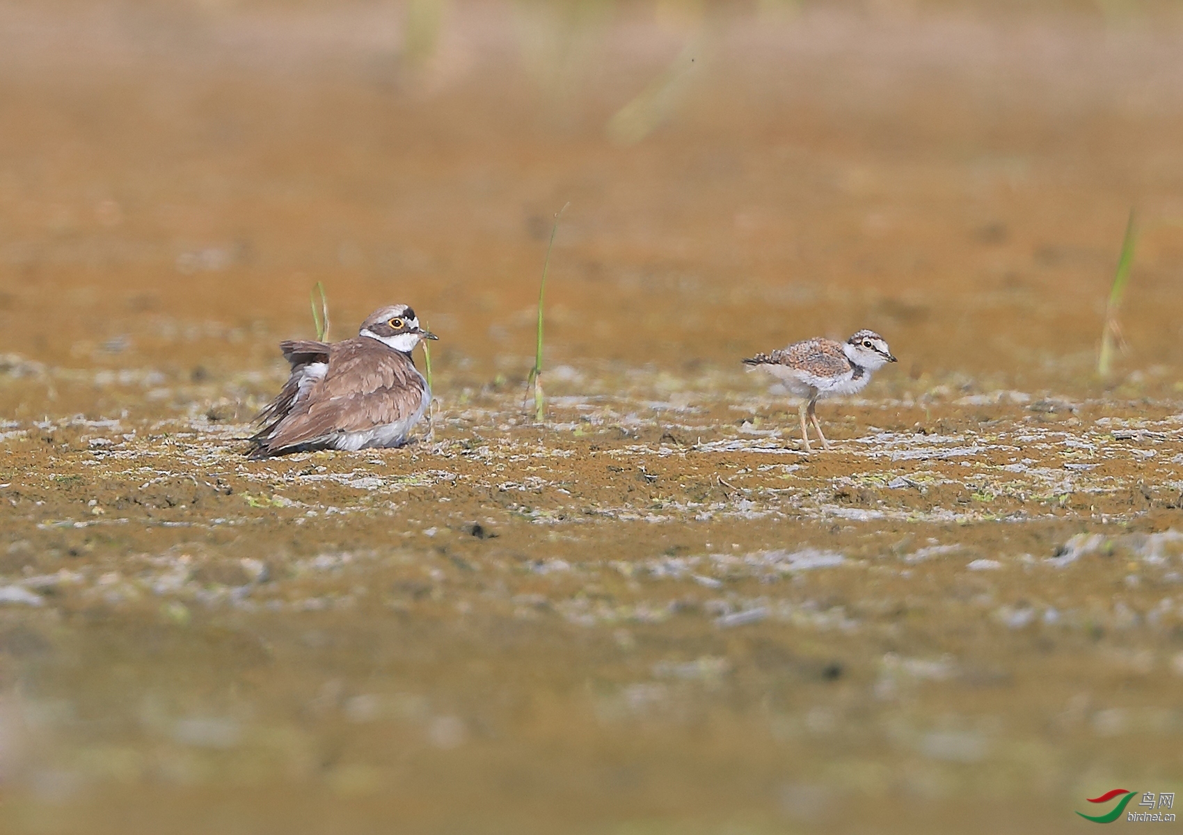 �ǲ� ��ʦ�����ںӱ�ʡʯ��ׯ��3.jpg