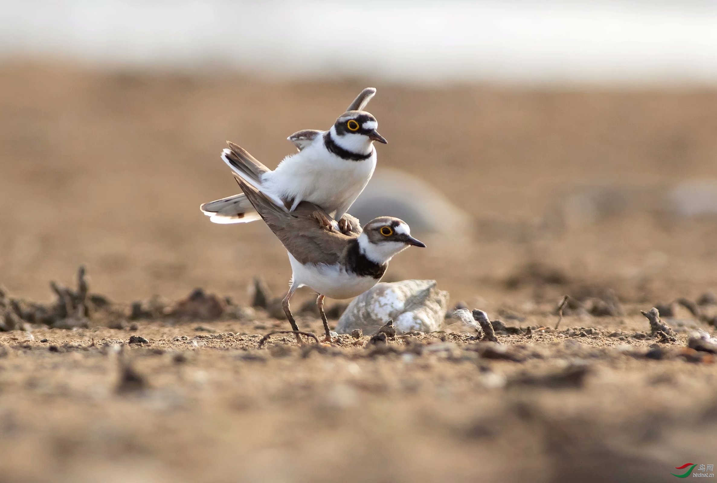 ������Զ ��ʦ����������ʡ������.jpg