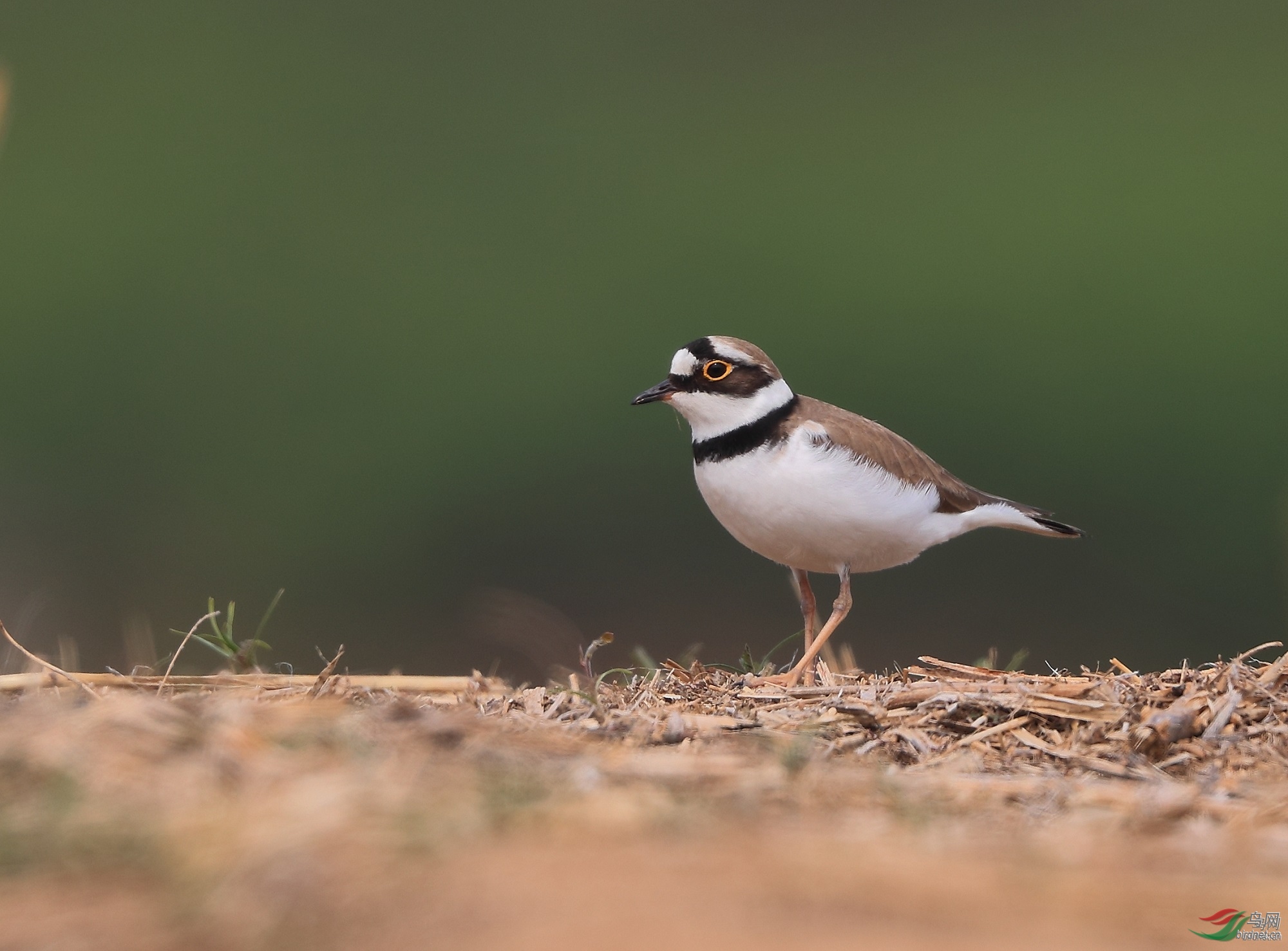 �ǲ� ��ʦ�����ںӱ�ʡʯ��ׯ��500.jpg