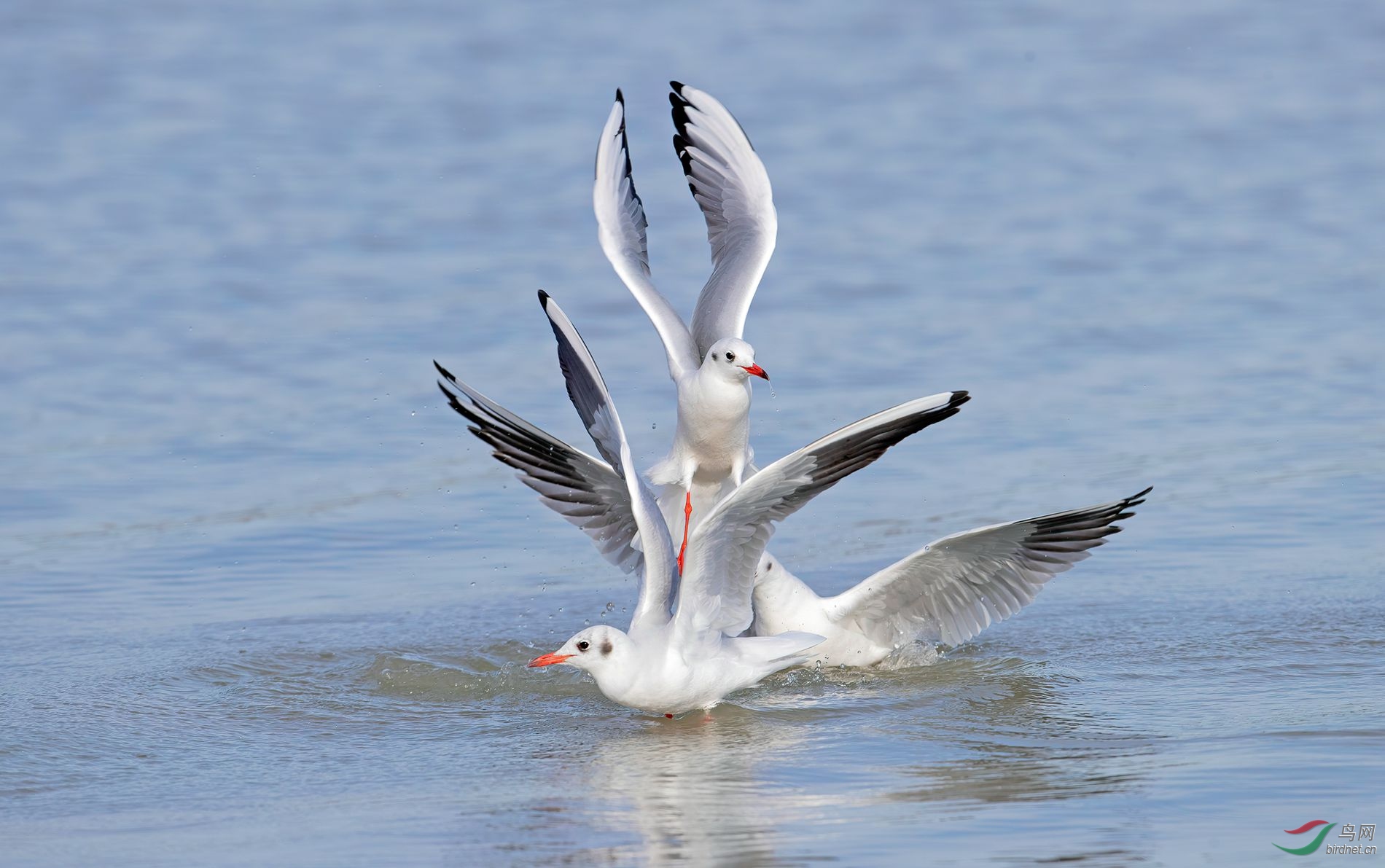红嘴鸥