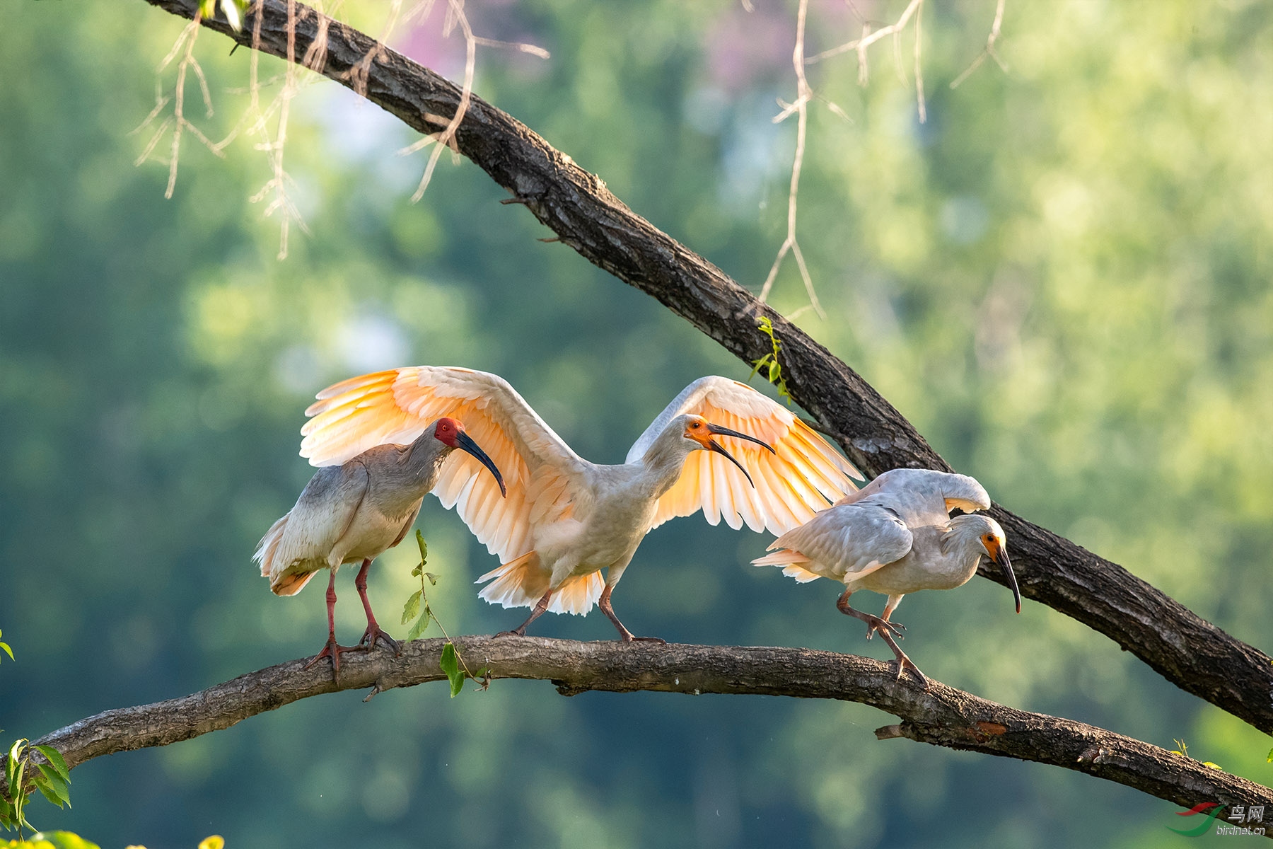 �����ڹ⵲��