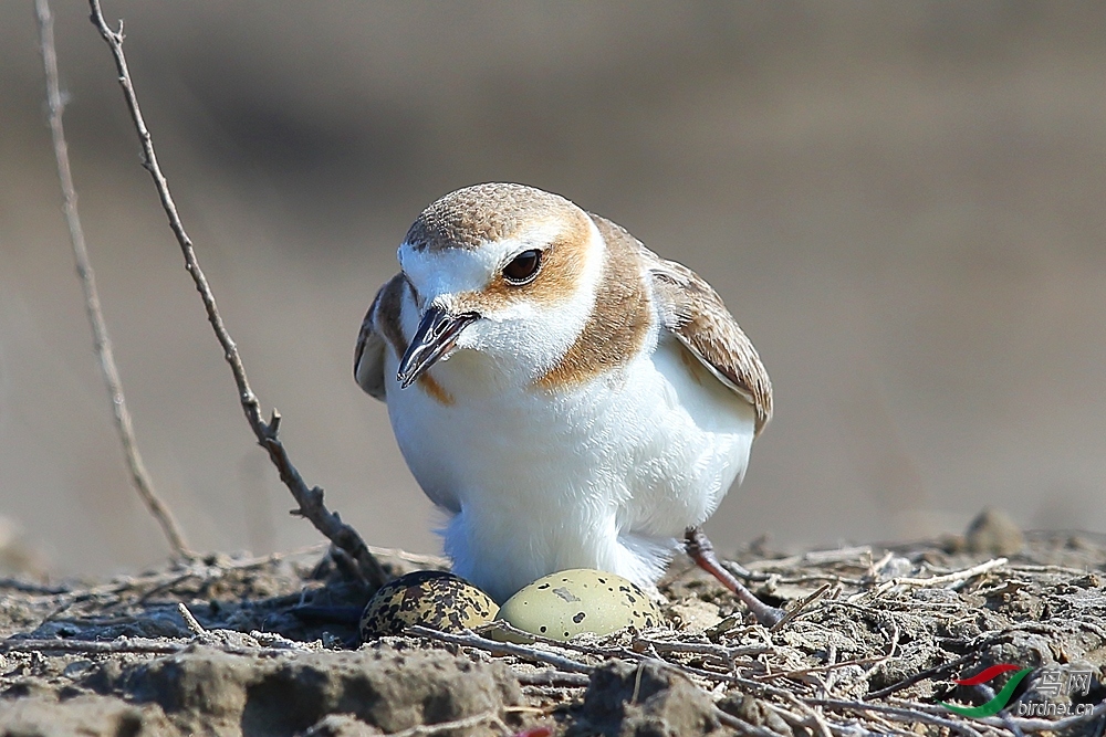 ӥ�ɺ�̶ ��ʦ����.jpg