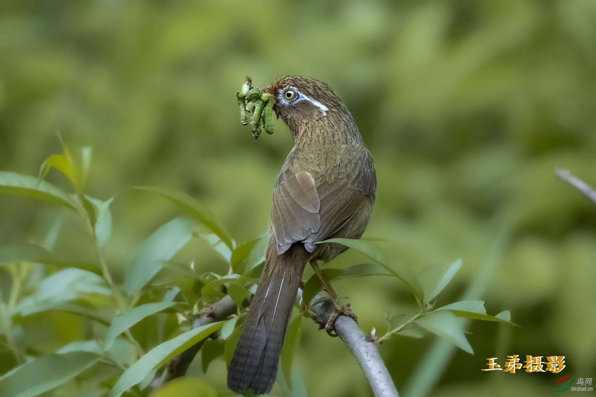 育雏的画眉鸟在桃林间辛勤的捕捉虫子
