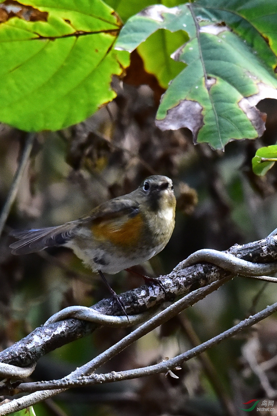 DSC_0749.JPG