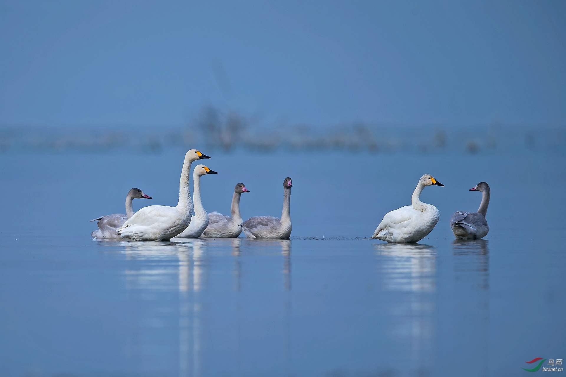 《随父母第一次迁徙的小天鹅来到野鸭湖》