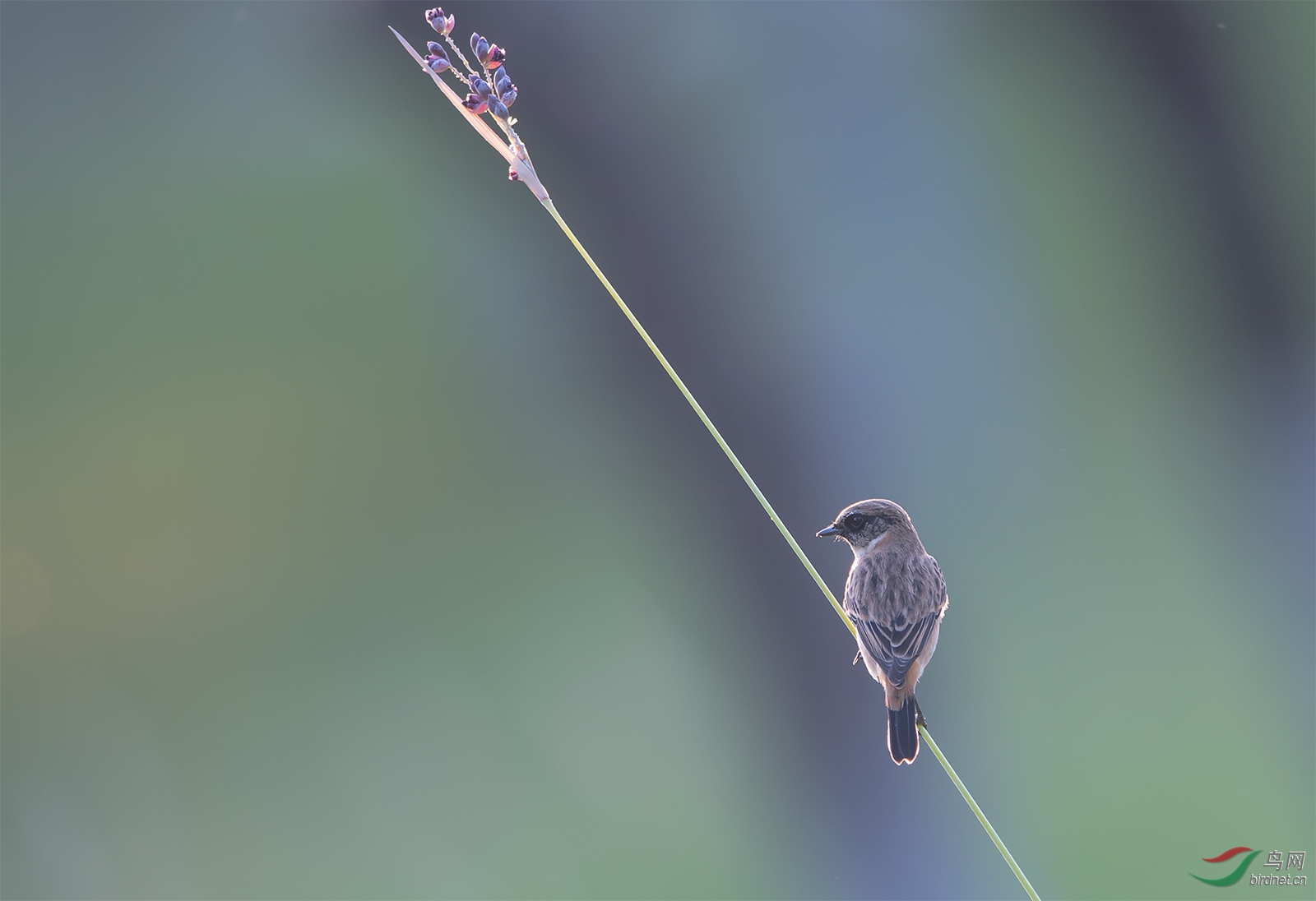 DSC_9534.jpg