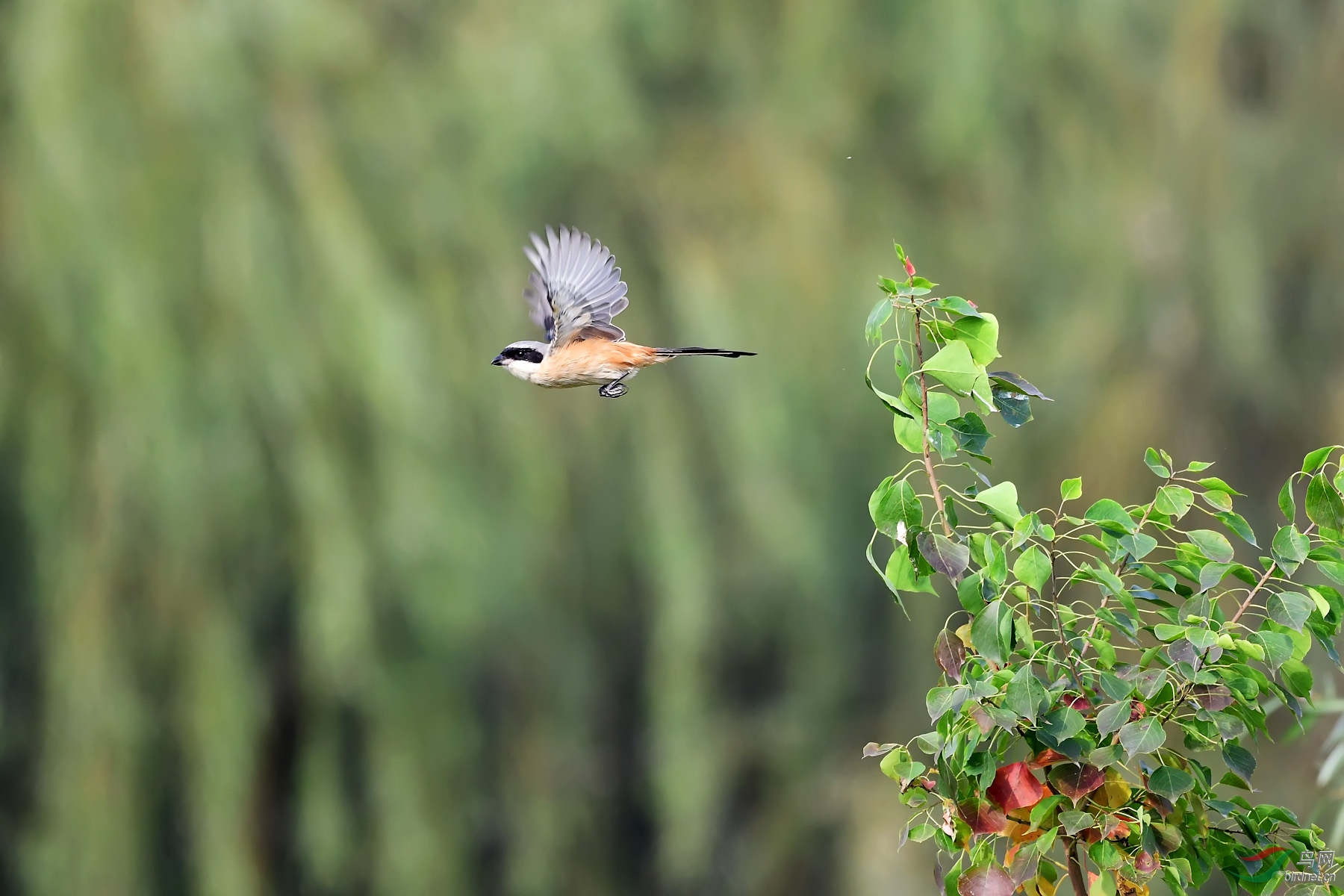 看到的鸟儿飞走了