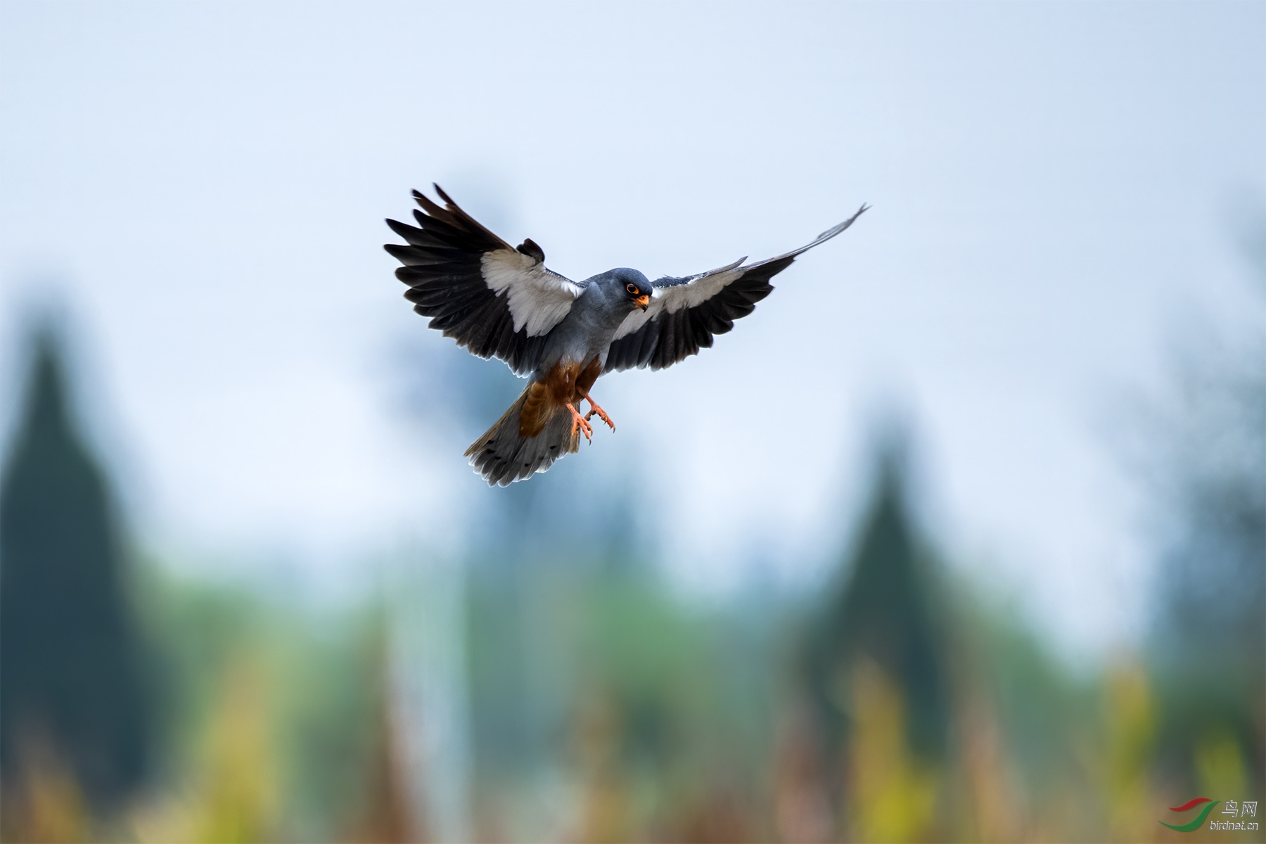 DSC_7016-1.jpg