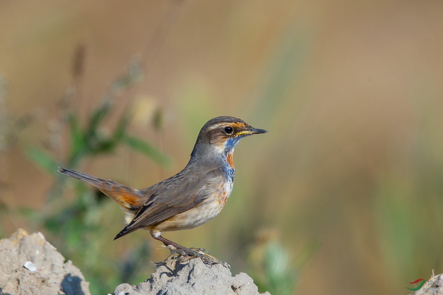 蓝喉歌鸲翘尾巴的小蓝脖