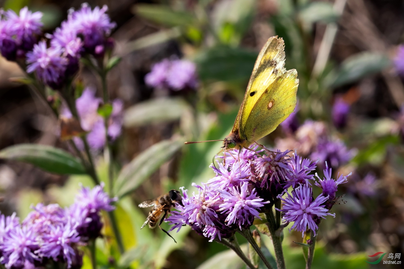 _H8A1535 - ����.jpg