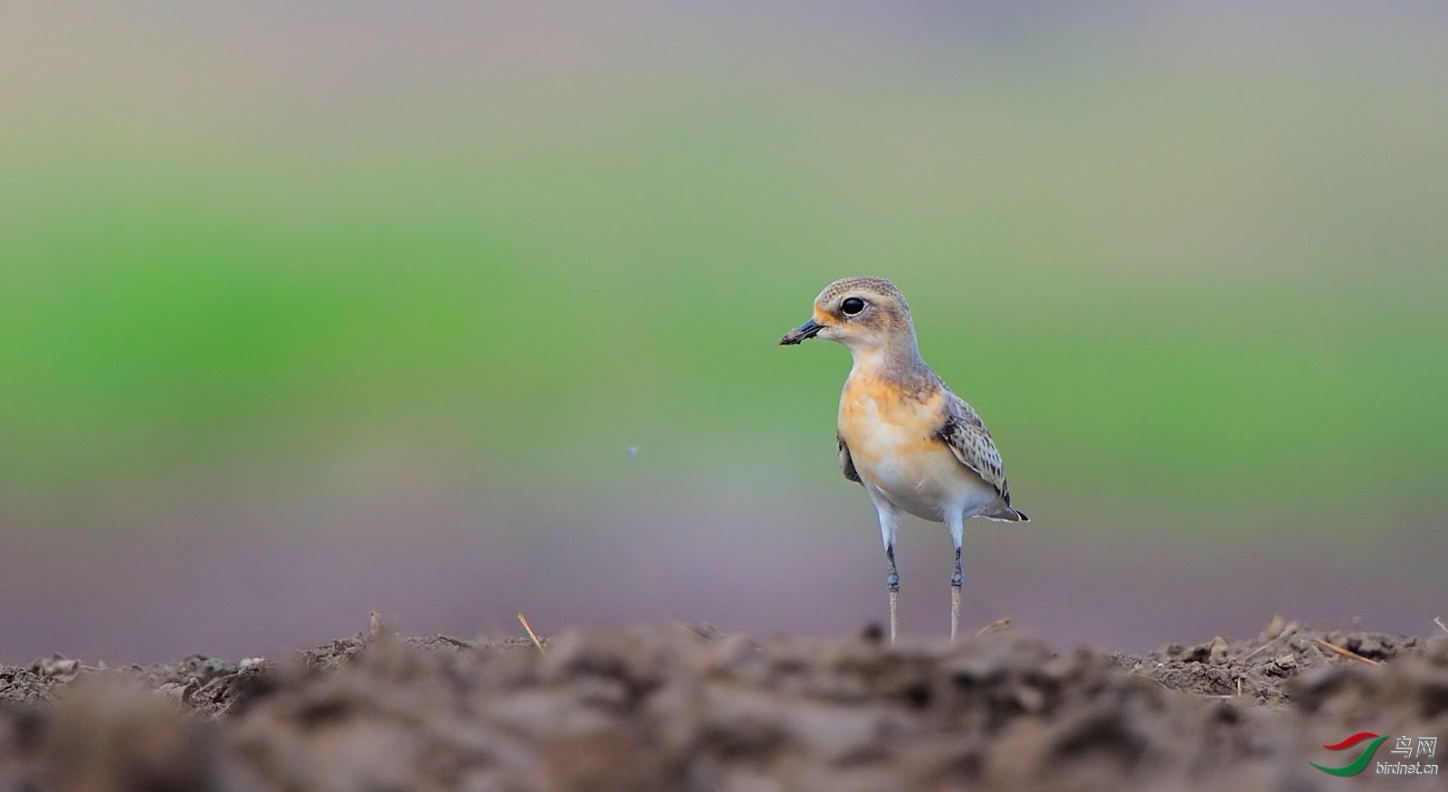 ��֮�Ժ� ��ʦ����.jpg