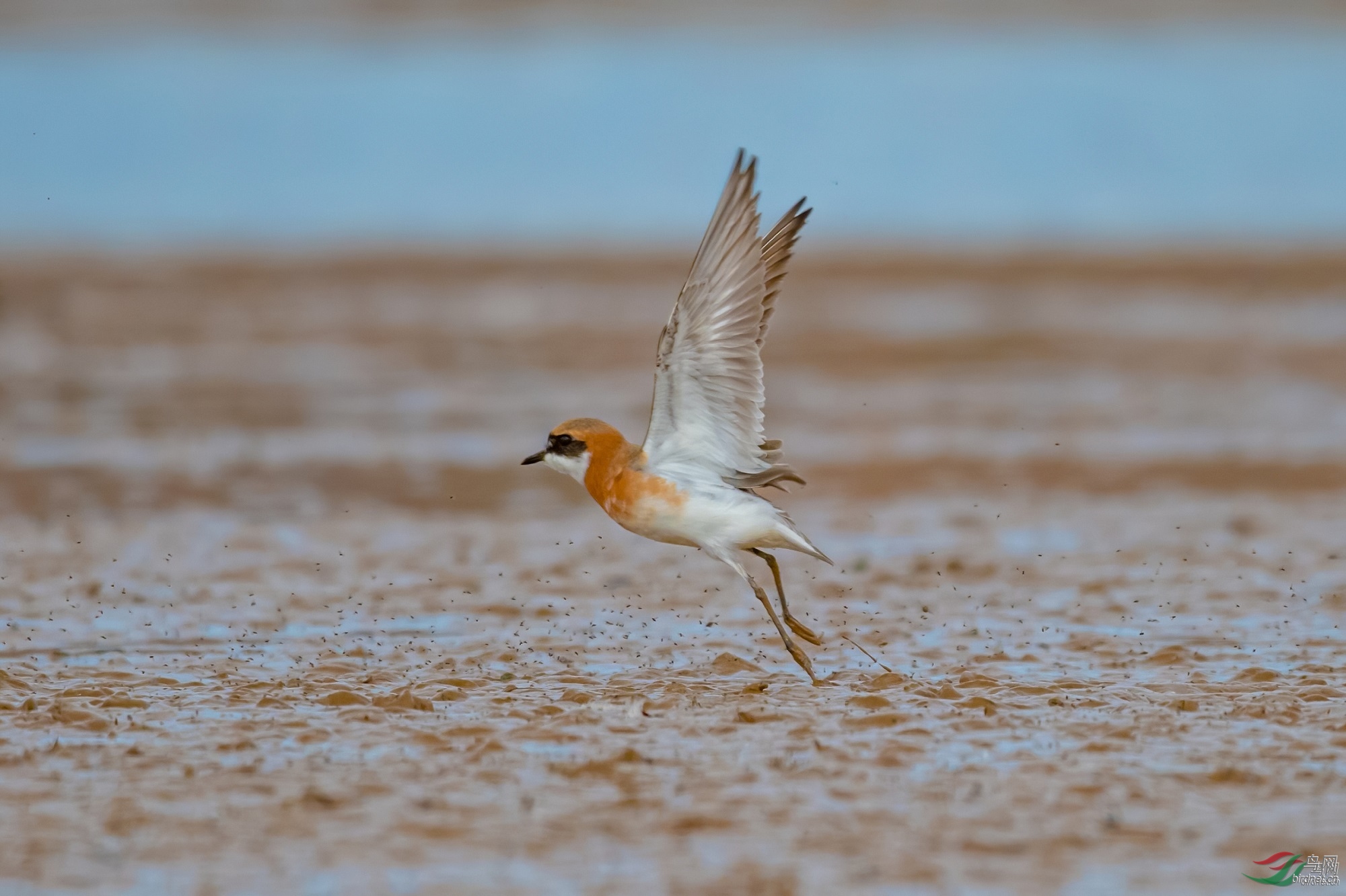 suyusuyunfei  ��ʦ�����ڸ���ʡ ��Ҵ��ɽ����500.jpg